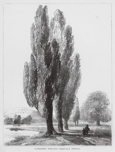 Álamos de Lombardía (litografía) de Joseph Needham