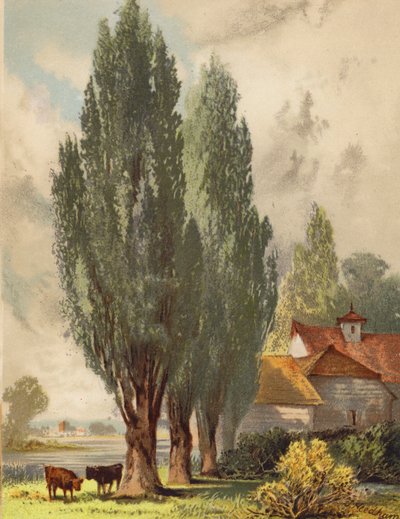 Álamos lombardos, escena inglesa (litografía en color) de Joseph Needham