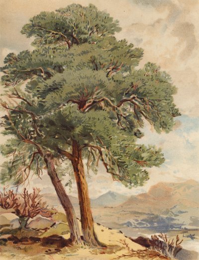 Scotch Fir, Highland Scene (litografía en color) de Joseph Needham