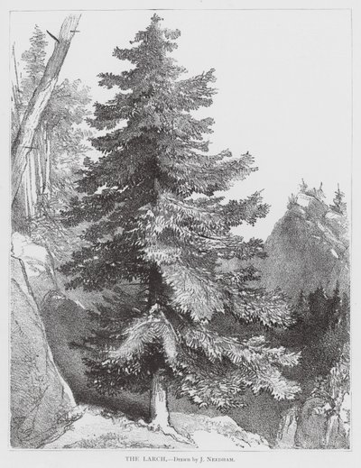 El Alerce (litografía) de Joseph Needham