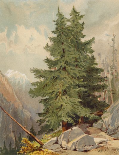 El Alerce, escena alpina (litografía en color) de Joseph Needham