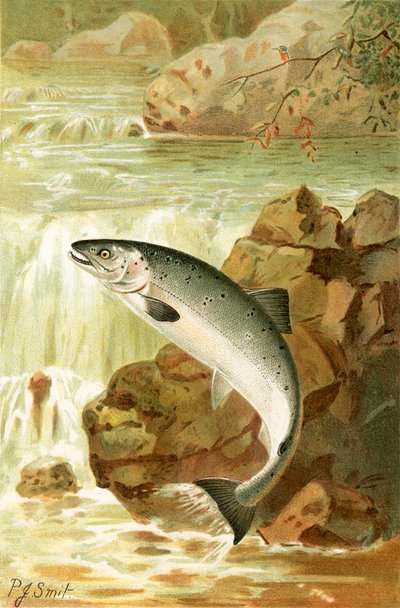 Un salto de salmón de Joseph Smit