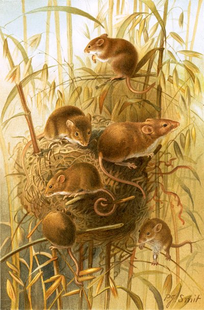 Ratón de campo de Joseph Smit