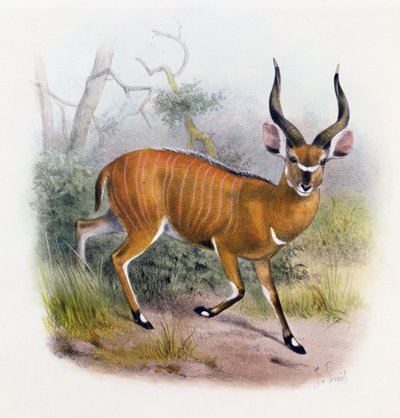 El antílope de cuernos anchos, de 