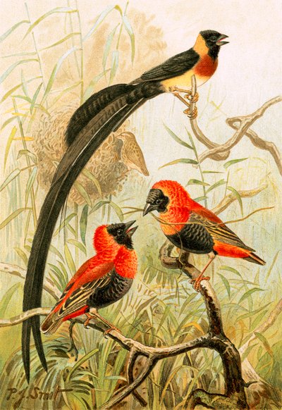 Pájaros tejedores de Joseph Smit