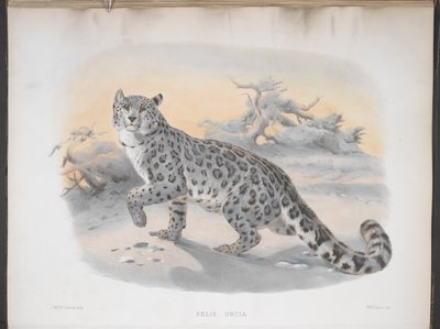 Felis uncia, leopardo de las nieves, de 
