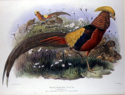 Thaumalea picta (Faisán Dorado) grabado por M. & N. Hanhart de Joseph and Smit J. Wolf