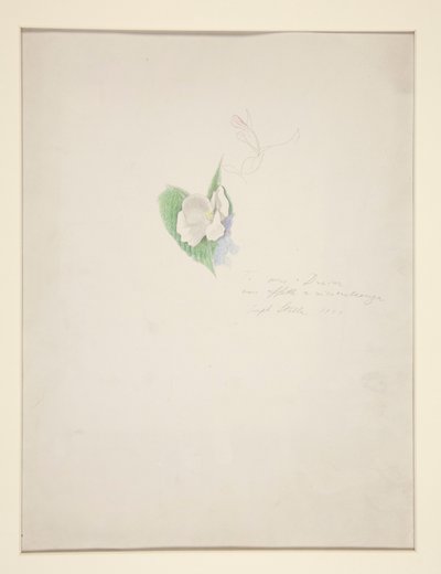 Flor de Joseph Stella