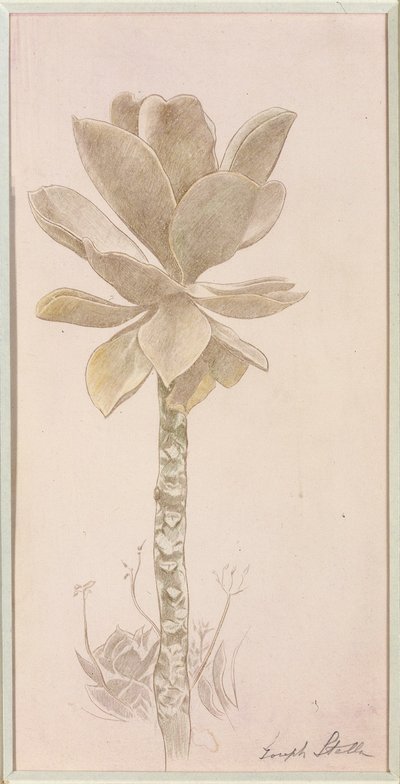 Estudio floral de Joseph Stella