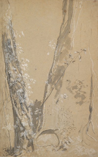 Estudio de árboles crecidos, reverso: Estudio de un ciprés y dos árboles crecidos de Joseph Werner