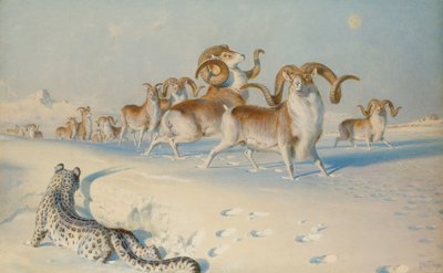 Un leopardo de las nieves acechando a Ovis Poli de Joseph Wolf