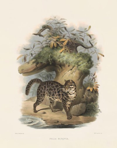  de Joseph Wolf