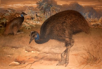 Casuario de Bennett (Casuarius bennetti), c.1851-76 de Joseph Wolf