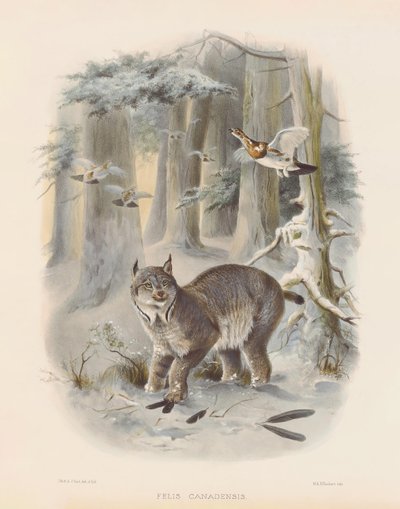 Lince canadiense (Felis canadensis) de Joseph Wolf