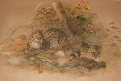 Leopardo nublado (Fleis macrocelis) de Joseph Wolf