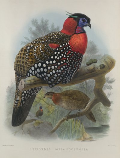 Tragopan de vientre carmesí, grabado por M. & N. Hanhart, 1870-72 de Joseph Wolf