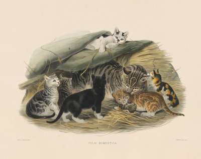 Gata doméstica con gatitos (Felis domestica) de Joseph Wolf
