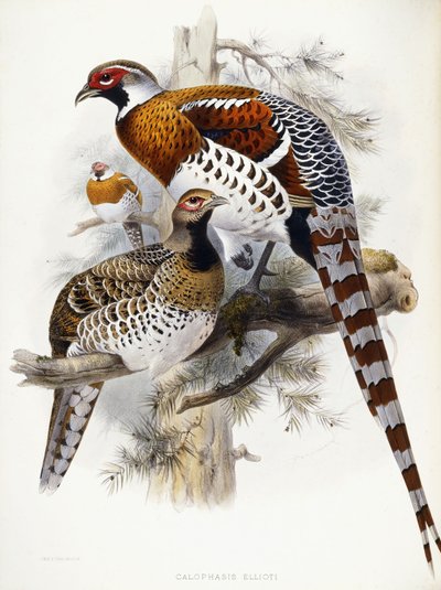 Faisán de Elliot de Joseph Wolf