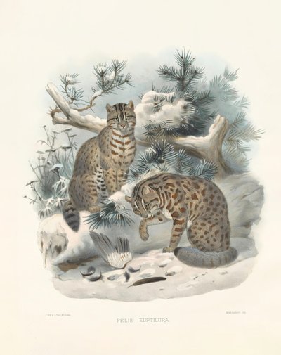 Lince euroasiático (Felis euptilura) de Joseph Wolf