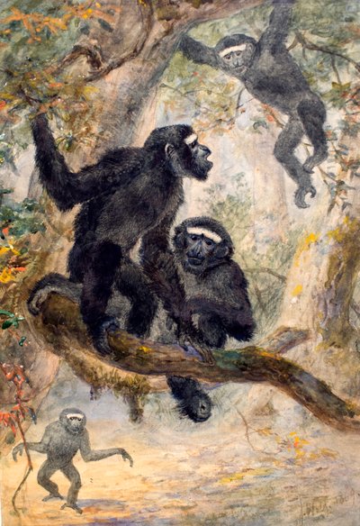 Gibón de Hoolock, 1869 de Joseph Wolf