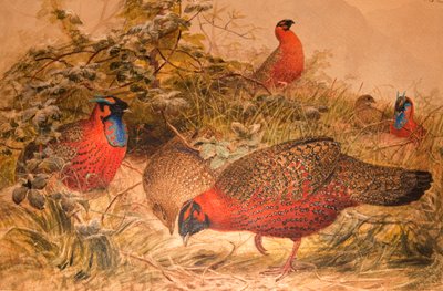 Tragopan cornudo (Ceriornis satyra), c.1851-76 de Joseph Wolf