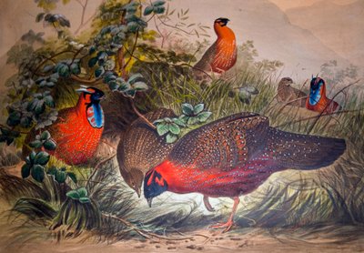 Tragopan cornudo, 1861 de Joseph Wolf
