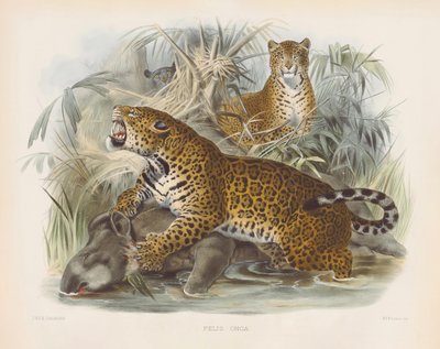 Jaguar (Felis onca) de Joseph Wolf