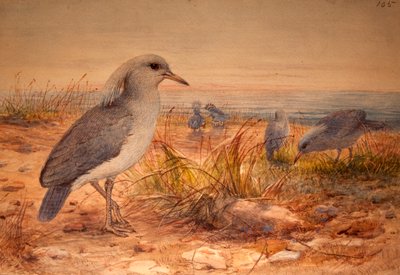 Kagu (Rhinochetus jubatus), c.1851-76 de Joseph Wolf