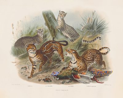 Leopardos y sus variaciones (Felis pardalis) de Joseph Wolf