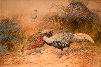 Kaleege Lineado (Euplpcamus lineatus), c.1851-76 de Joseph Wolf