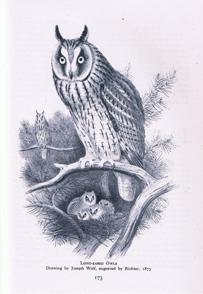 Búho Chico, Naturaleza en Gran Bretaña publicada por Collins, 1946 de Joseph Wolf