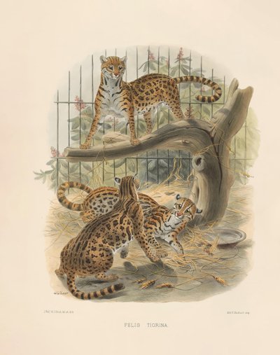 Ocelote (Felis tigrina) de Joseph Wolf
