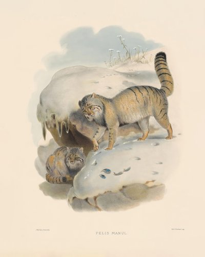 Gato de Pallas (Felis manul) de Joseph Wolf