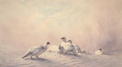 Perdiz nival, invierno, 1873 de Joseph Wolf