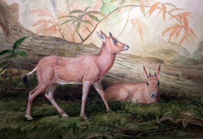 Becerros de Oryx de cuernos cimitarra, c.1850 de Joseph Wolf