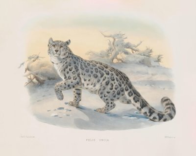 Leopardo de las nieves (Felis uncia) de Joseph Wolf