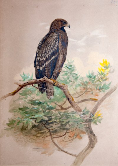 Águila moteada (Aquila clanga) de Joseph Wolf