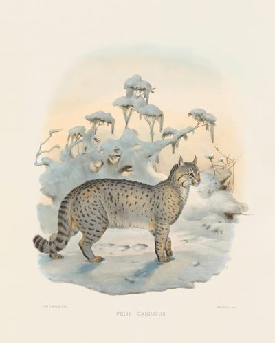 Lince estepario (Felis caudatus) de Joseph Wolf