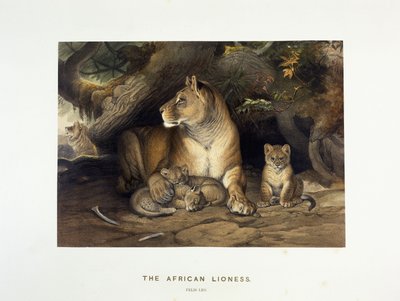 La leona africana, c.1880-1883 de Joseph Wolf