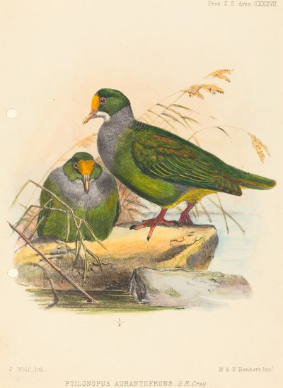 Dos pájaros (Ptilonopus Auranthfrons) de Joseph Wolf