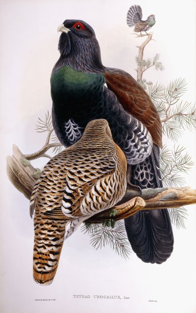 Urogallo de Joseph Wolf