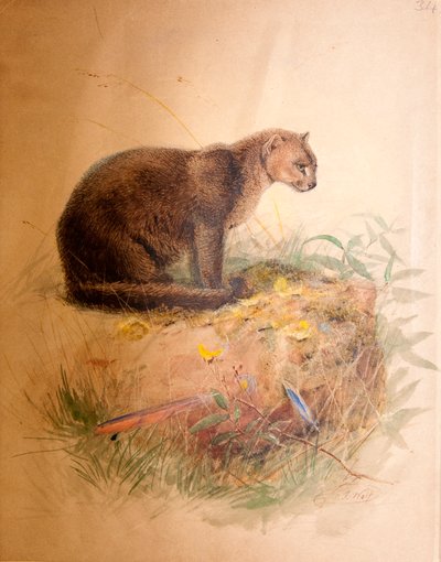 Gato yaguarundí, 1851-69 de Joseph Wolf