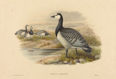 Ganso barnacla (Bernicla Leucopsis) de Joseph Wolf and H.C. Richter