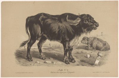 Búfalo Buffalo (título sobre el objeto) Dierenstudies in twee soorten krijt (título de la serie) Estudio con dos lápices de Z. Gengembre (título de la serie) de Joseph Zephyris Gengembre