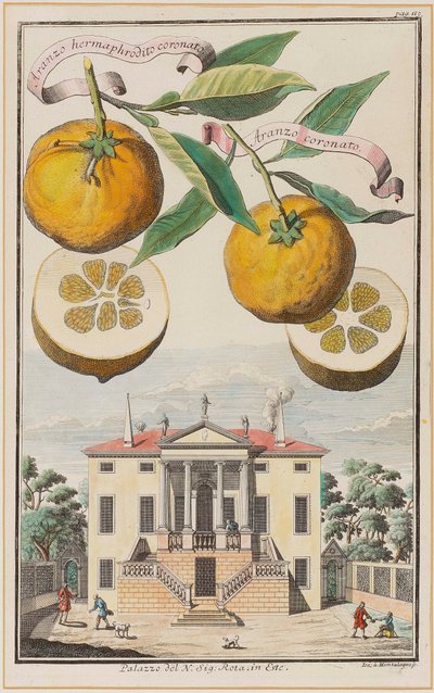 Aranzo hermafrodita coronado de Joseph de Montalegre
