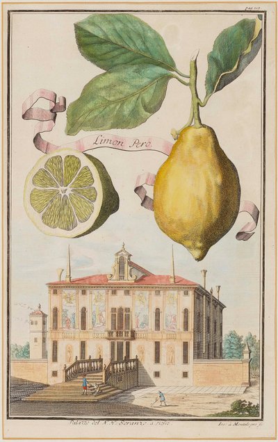 Limon Pero de Joseph de Montalegre