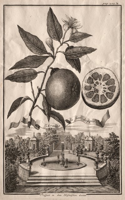 Nurnbergische Hesperides:  Aranzo de fior doppio de Joseph de Montalegre
