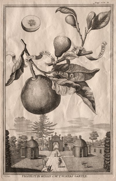 Nurnbergische Hesperides: Limon bergamotto personzin gientile de Joseph de Montalegre