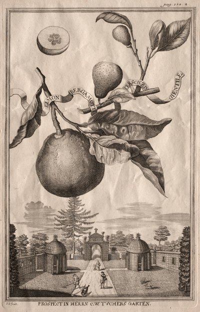 Nurnbergische Hesperides: Limon bergamotto personzin gientile, 1714 de Joseph de Montalegre