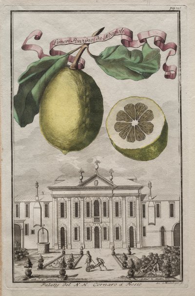 Nurnbergische Hesperides: No125 - Limon Ponzino da Neapoli. Palazzo del N. H. Cornaro à Fiesso, c170 de Joseph de Montalegre